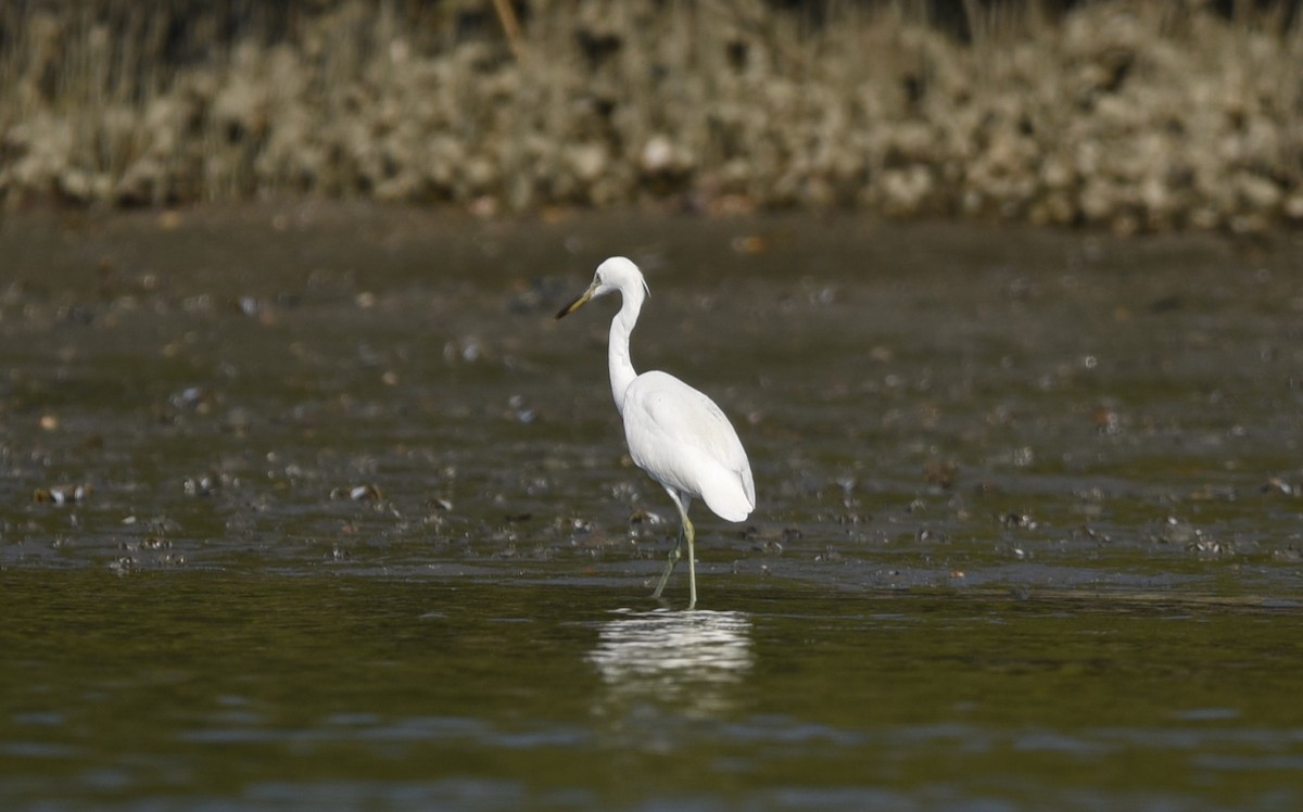 노랑부리백로 - ML652587365