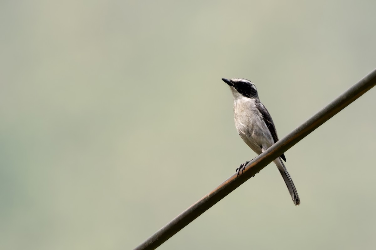 Gri Taşkuşu - ML652587422