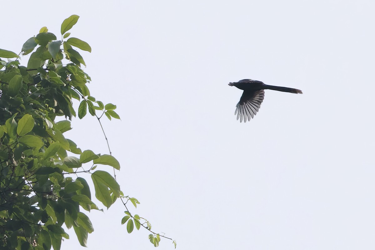 Uzun Kuyruklu Sibya - ML652587462