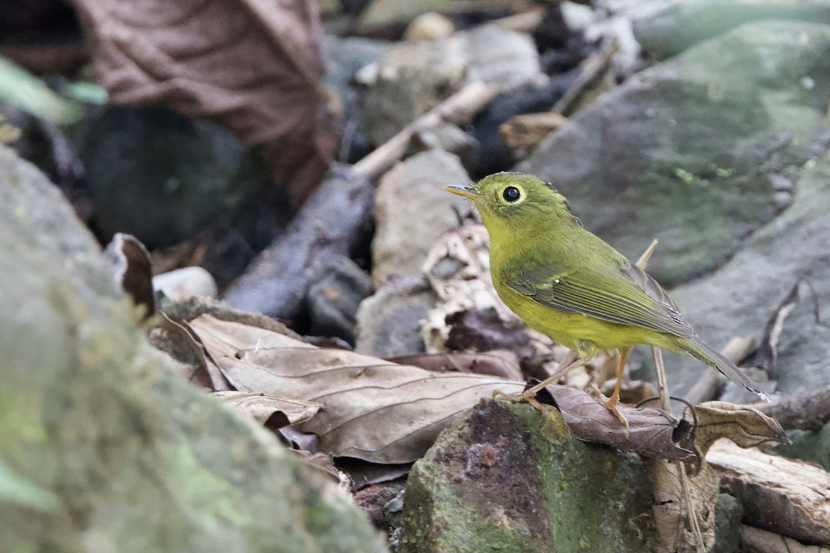 Whistler Kanarya Çıvgını - ML652587502