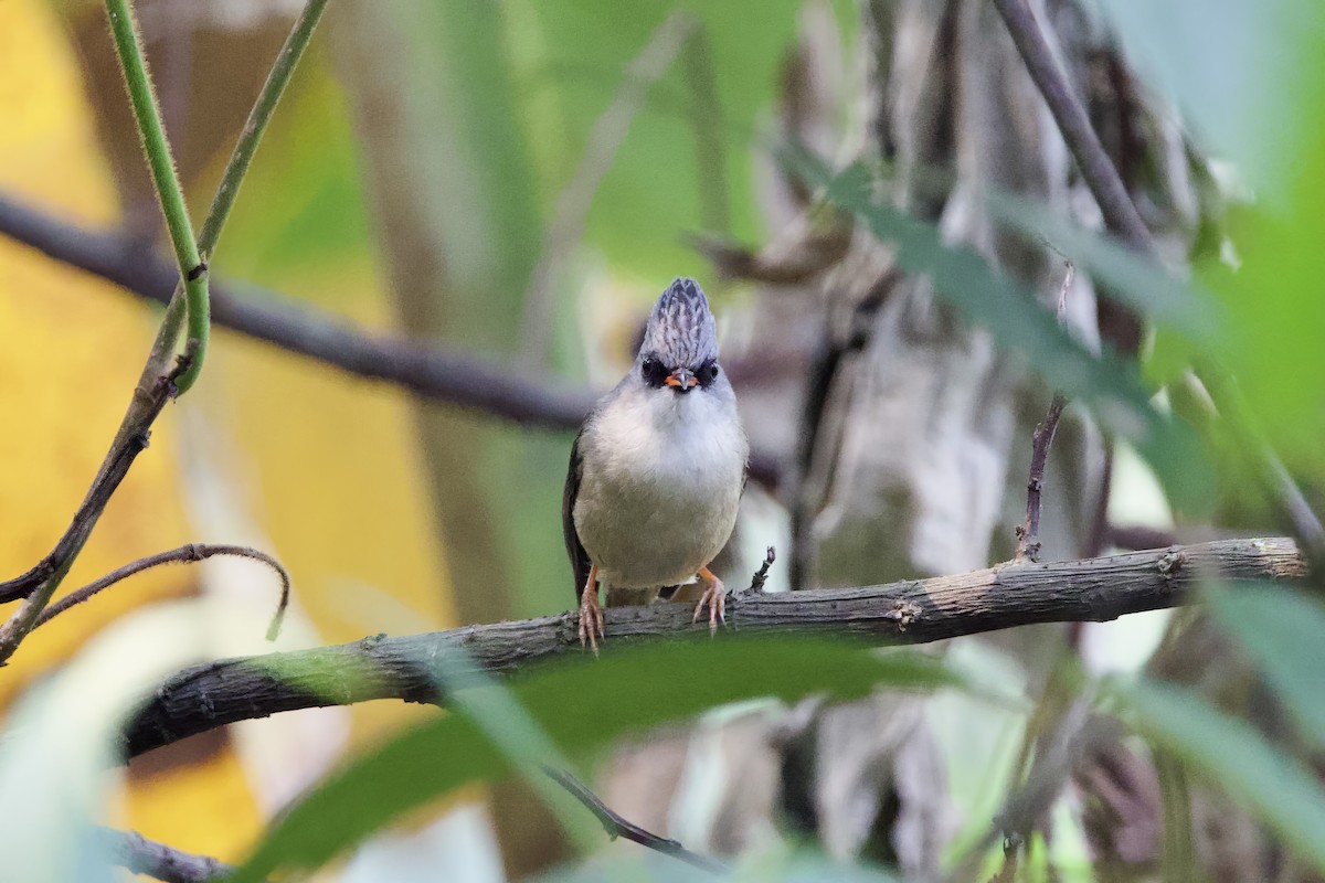 Siyah Gıdılı Yuhinası - ML652587503