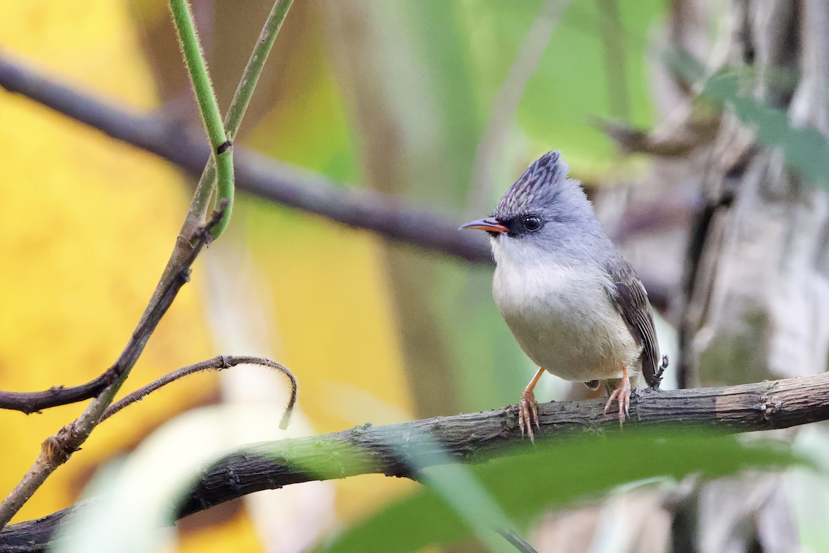 Siyah Gıdılı Yuhinası - ML652587613