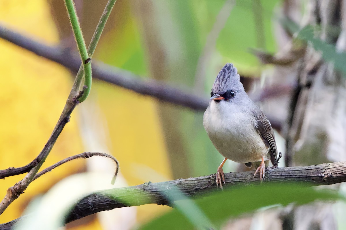 Siyah Gıdılı Yuhinası - ML652587646