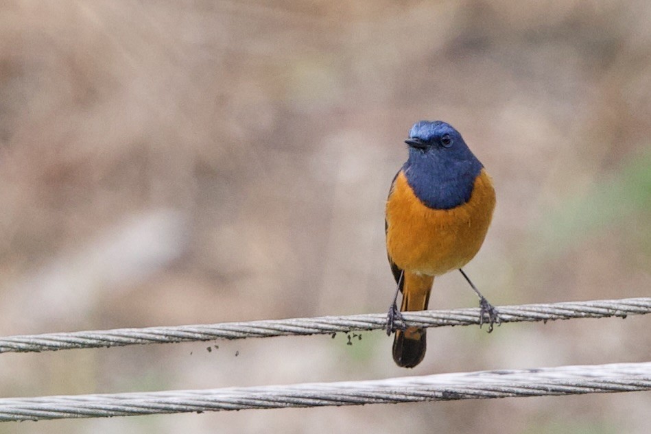 Mavi Alınlı Kızılkuyruk - ML652587693