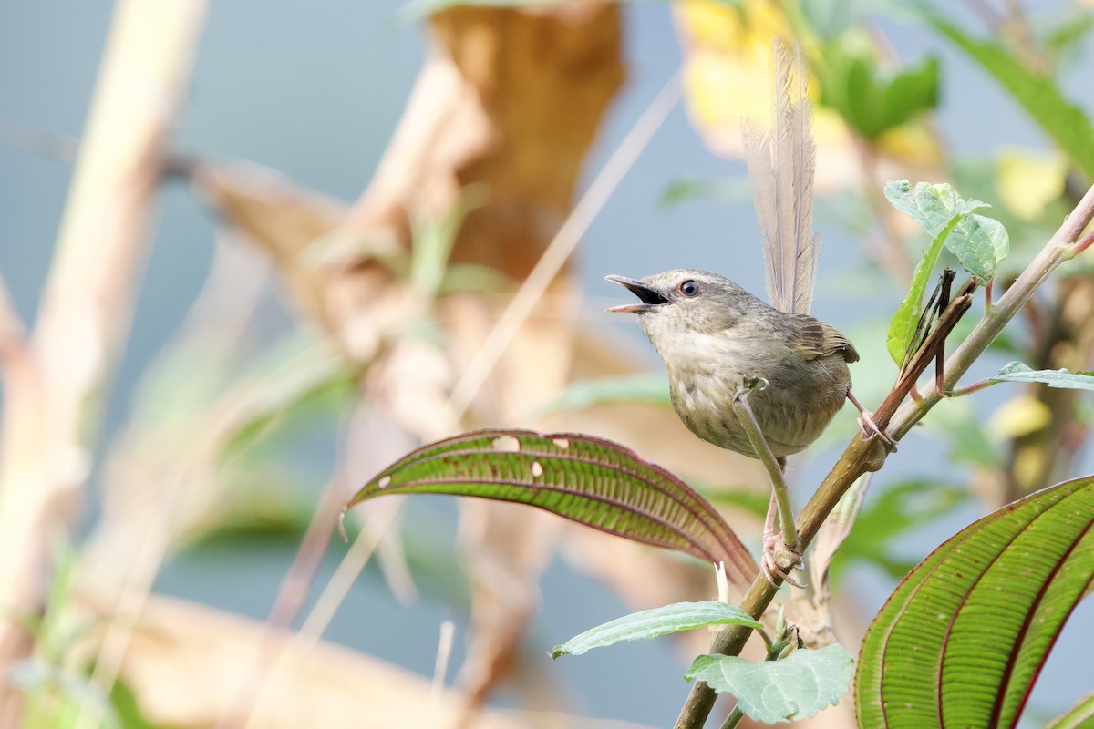 Kara Gerdanlı Prinya - ML652587720