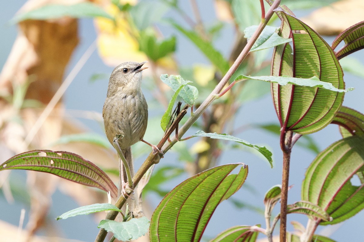 Kara Gerdanlı Prinya - ML652587721