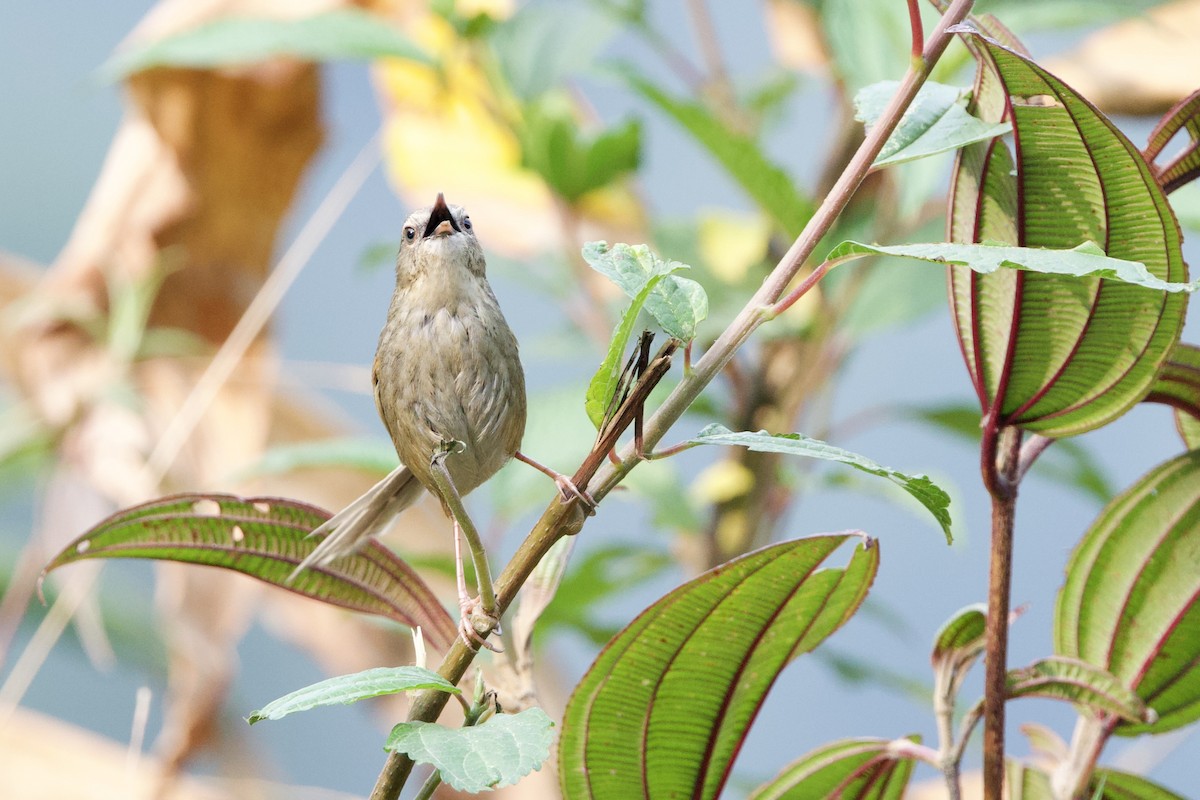 Kara Gerdanlı Prinya - ML652587732