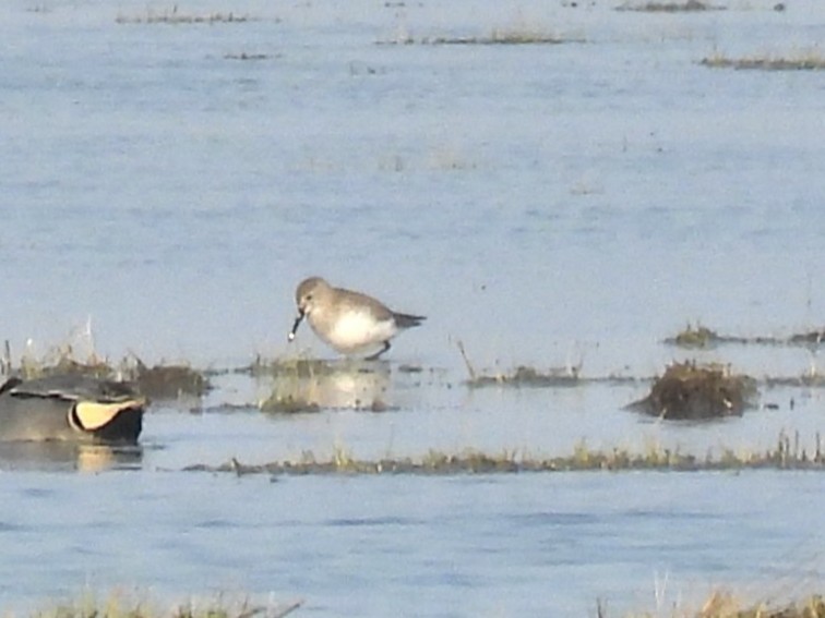 Kara Karınlı Kumkuşu - ML652587749