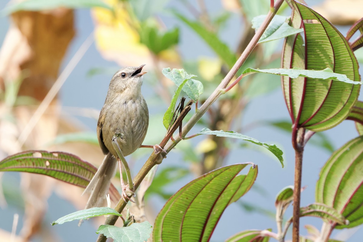 Kara Gerdanlı Prinya - ML652587753