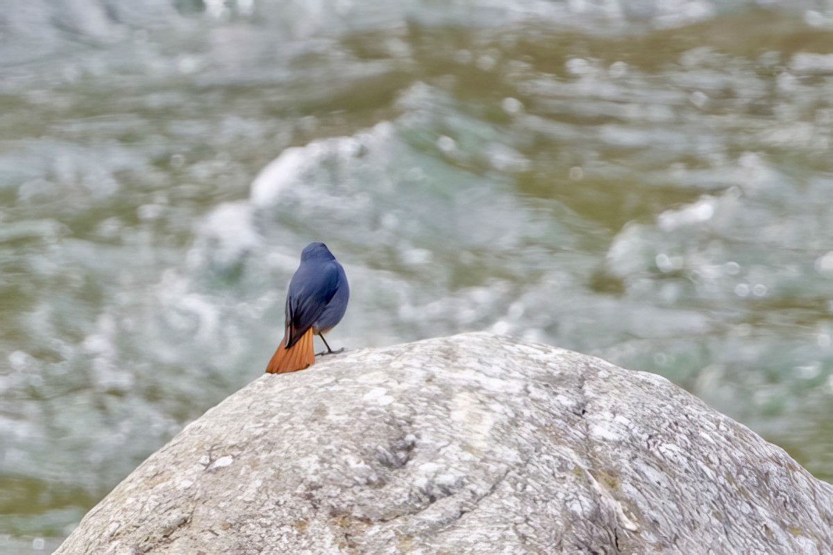 Kurşuni Kızılkuyruk - ML652587784