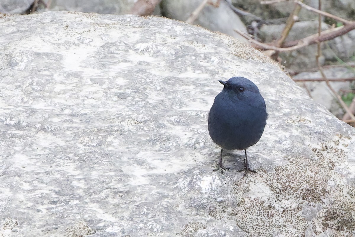 Kurşuni Kızılkuyruk - ML652587787