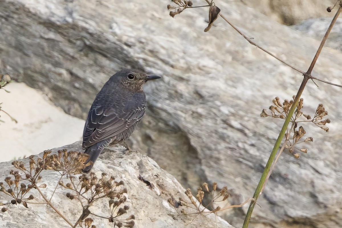 Gökardıç - ML652587828