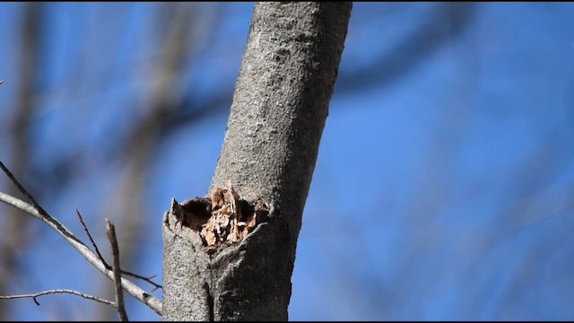 Carbonero Cabecinegro - ML652587897