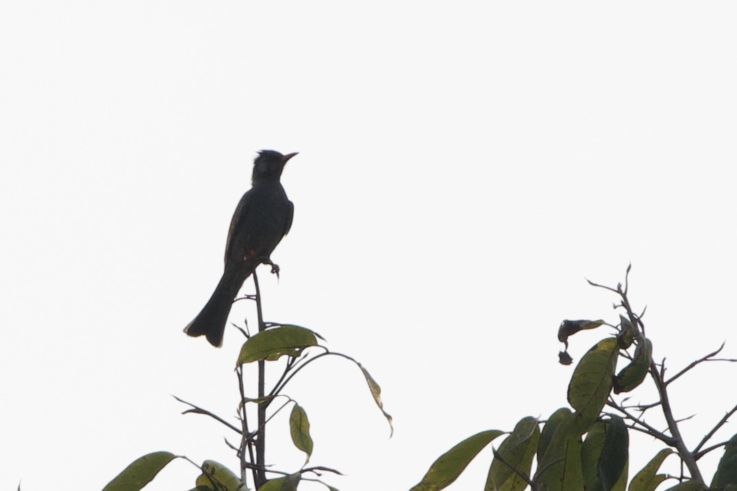 Kırmızı Gagalı Arapbülbülü - ML652588020