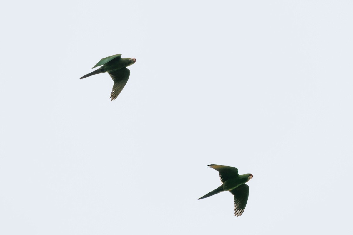 aratinga červenočelý - ML652588111