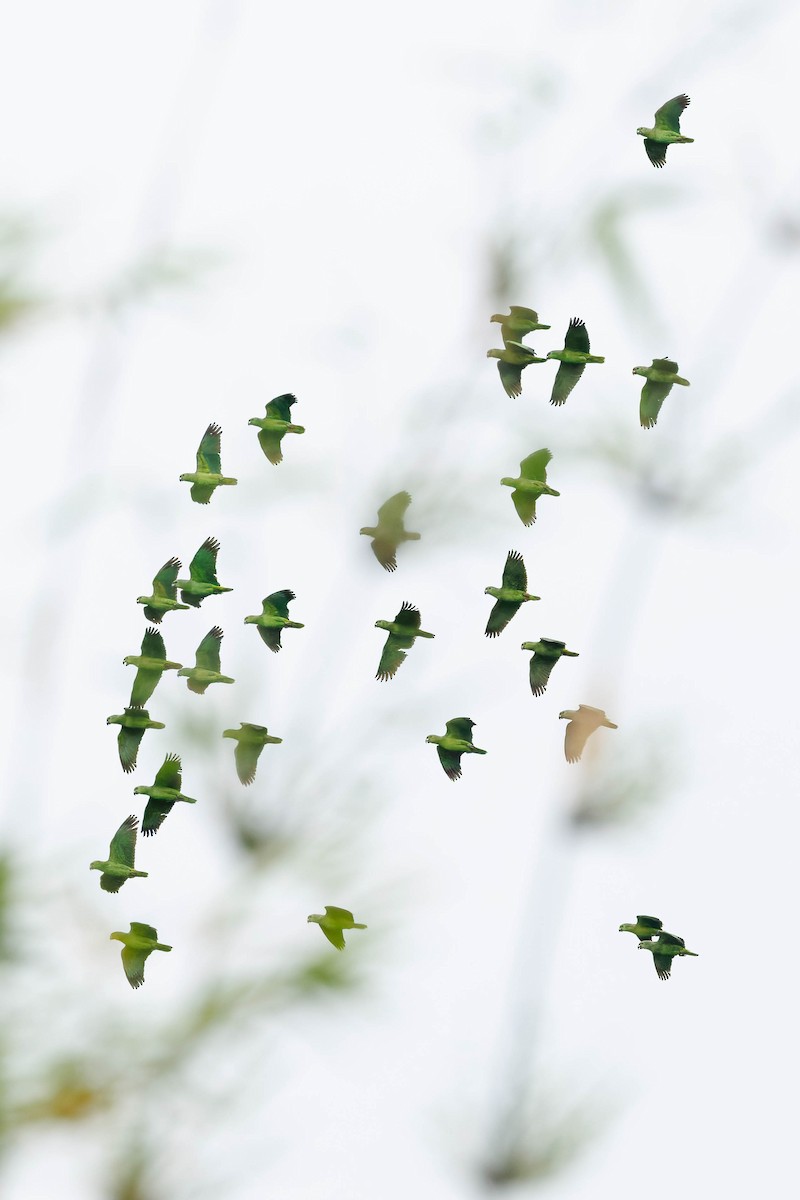 aratinga červenočelý - ML652588112