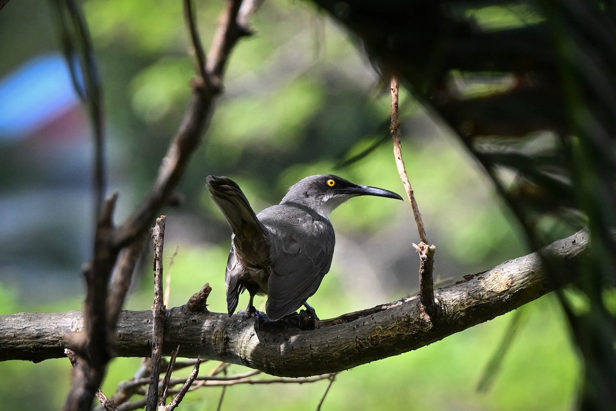 Cocobino Gris - ML652588128