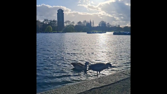 Ganso del Nilo - ML652588151