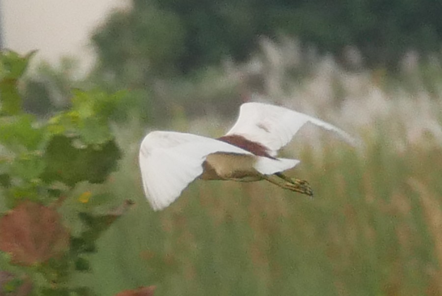 Crabier de Gray - ML652588158