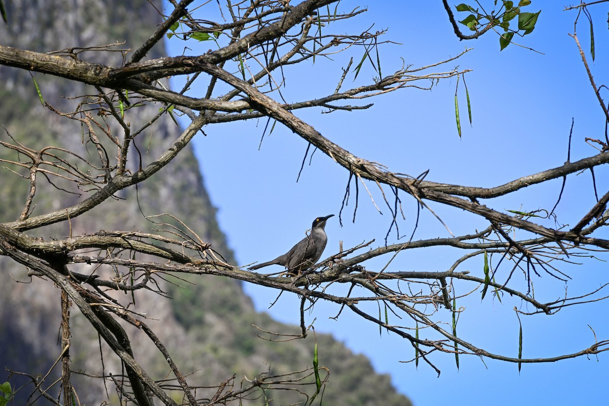 Cocobino Gris - ML652588229