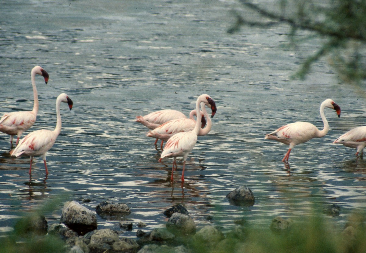 Lesser Flamingo - ML652588368