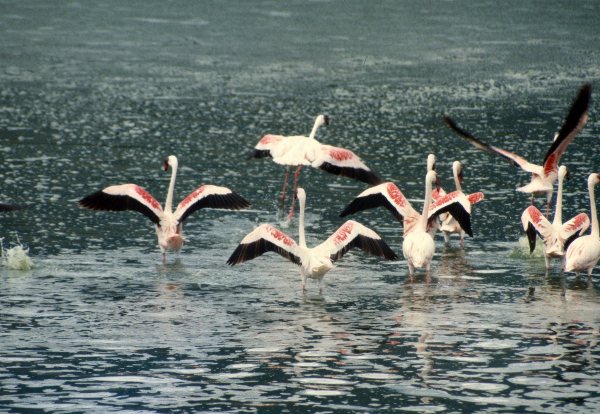 Lesser Flamingo - ML652588372
