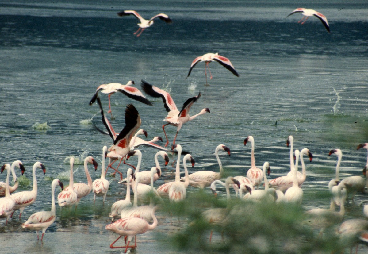 Lesser Flamingo - ML652588374