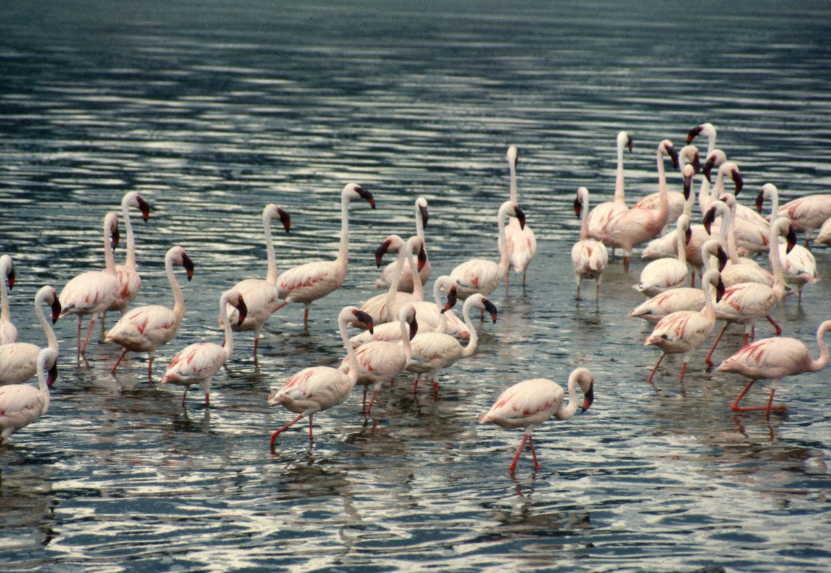 Lesser Flamingo - ML652588375