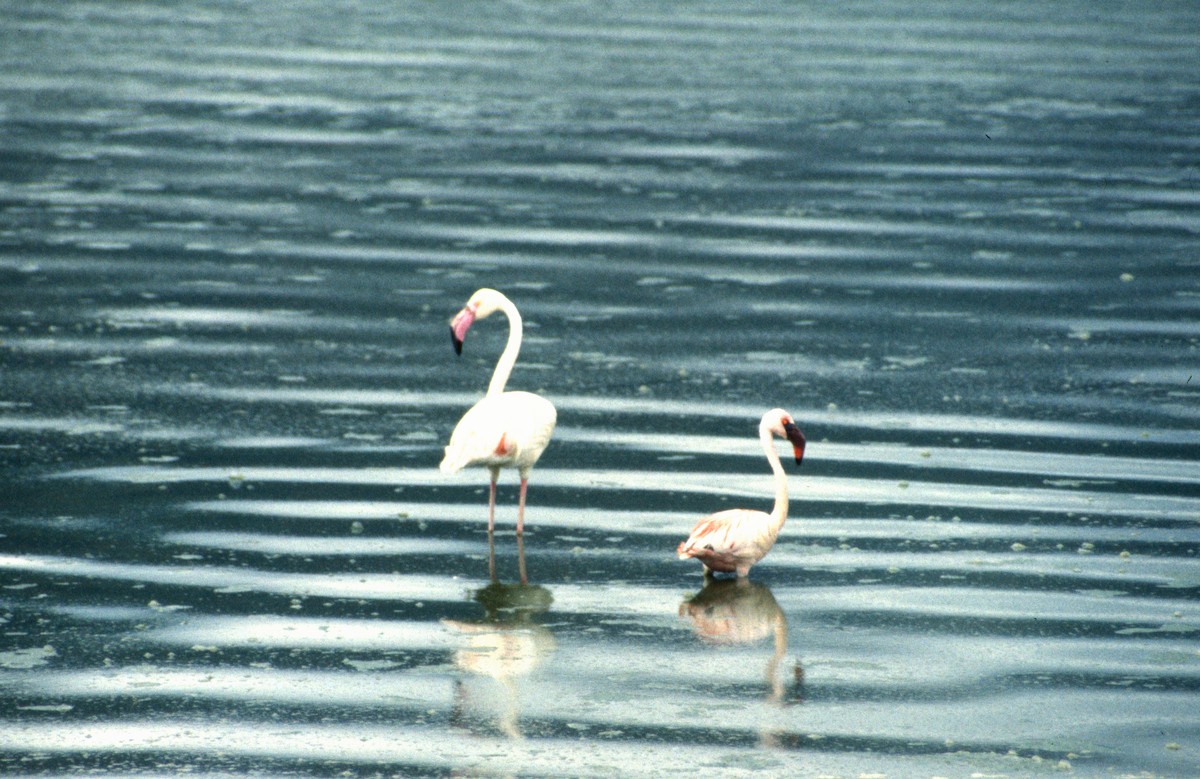 Lesser Flamingo - ML652588377