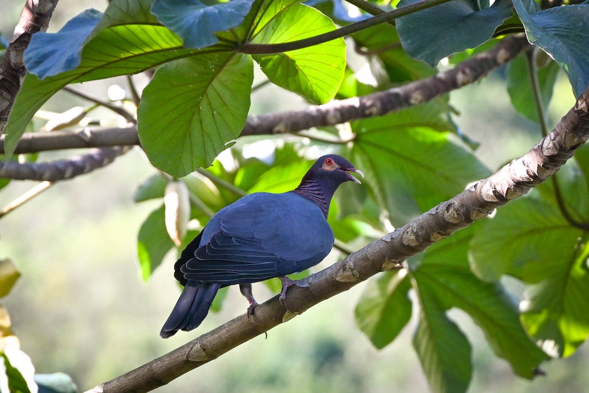 Paloma Isleña - ML652588392