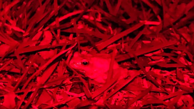 Spring Peeper - ML652588406