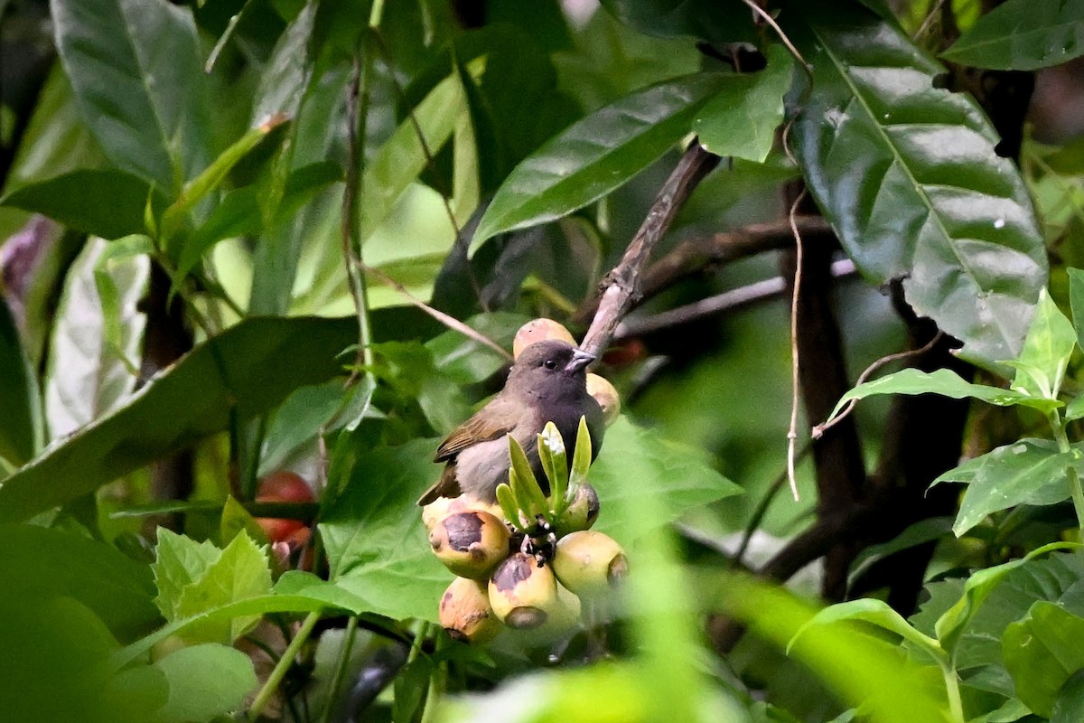 Semillero Bicolor - ML652588603