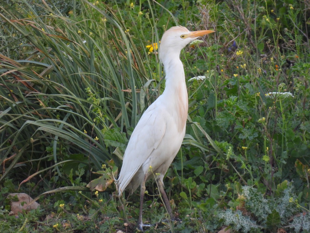 Kuhreiher - ML652588822