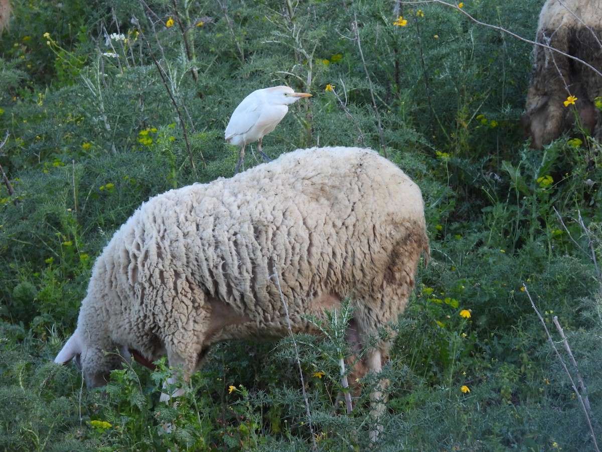 Kuhreiher - ML652588823