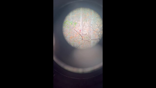 Camachuelo Purpúreo - ML652588842