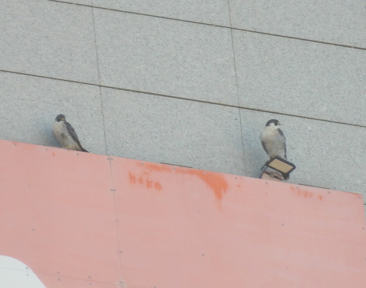 Wanderfalke - ML652588849