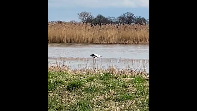 Cigüeña Blanca - ML652588868