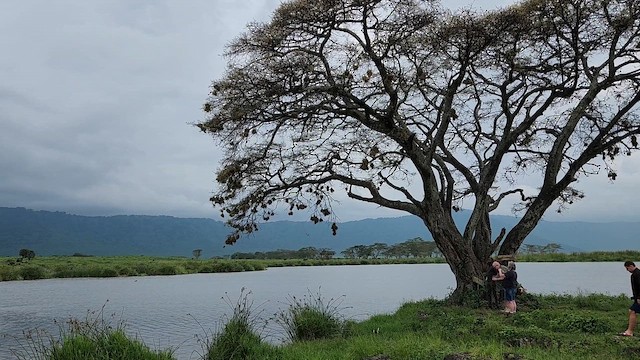 Tejedor de Speke - ML652588879