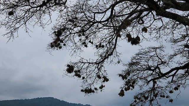 Tejedor de Speke - ML652588893