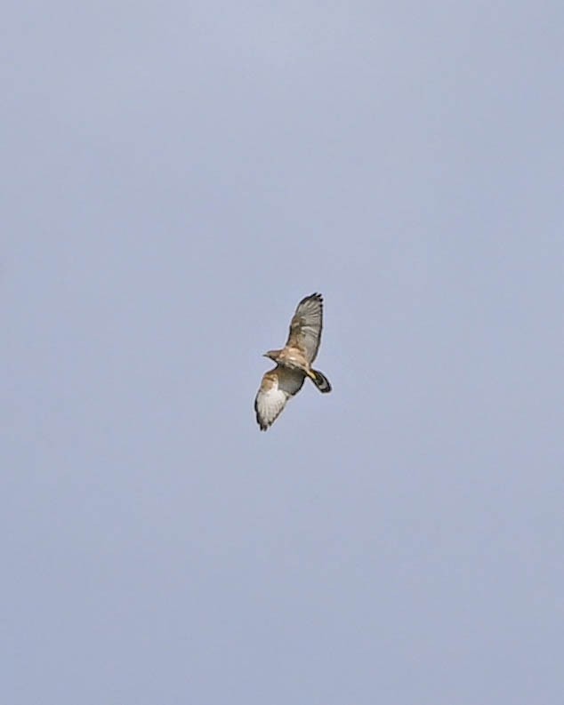 Busardo Aliancho - ML652588955