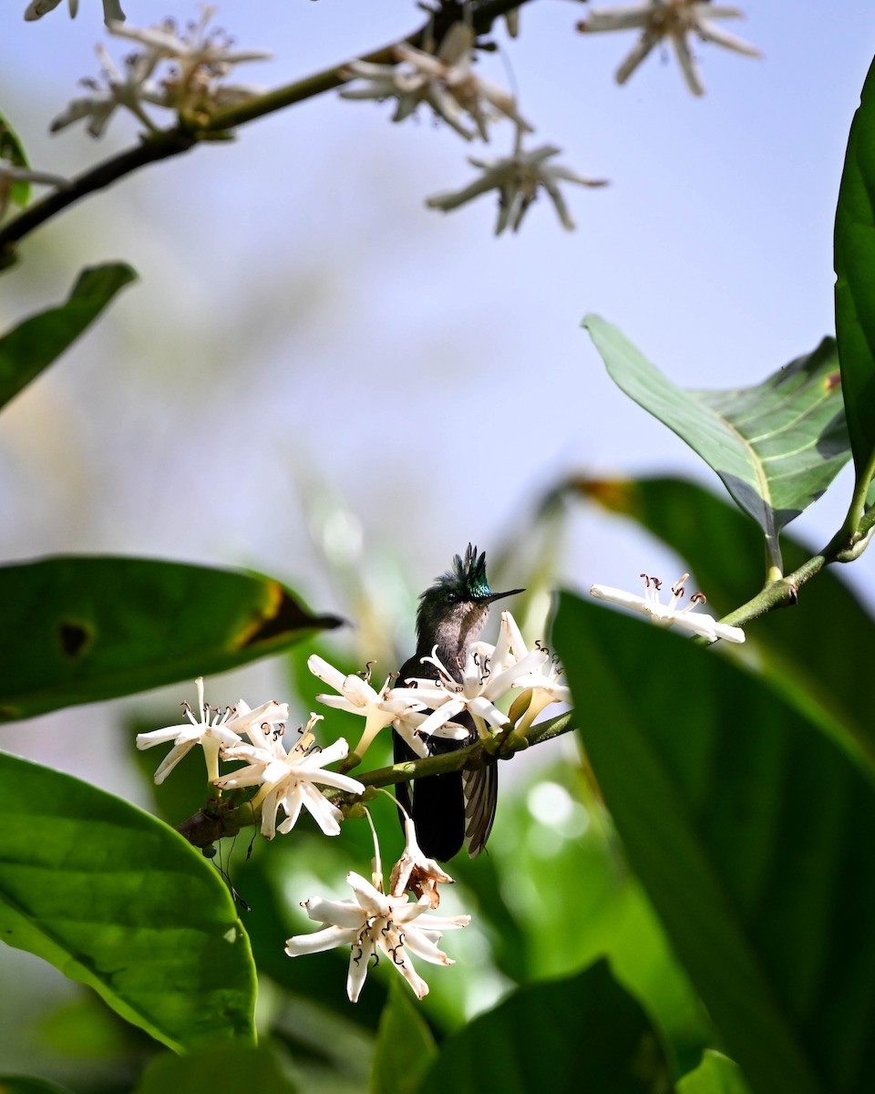 Colibrí Crestado - ML652589184