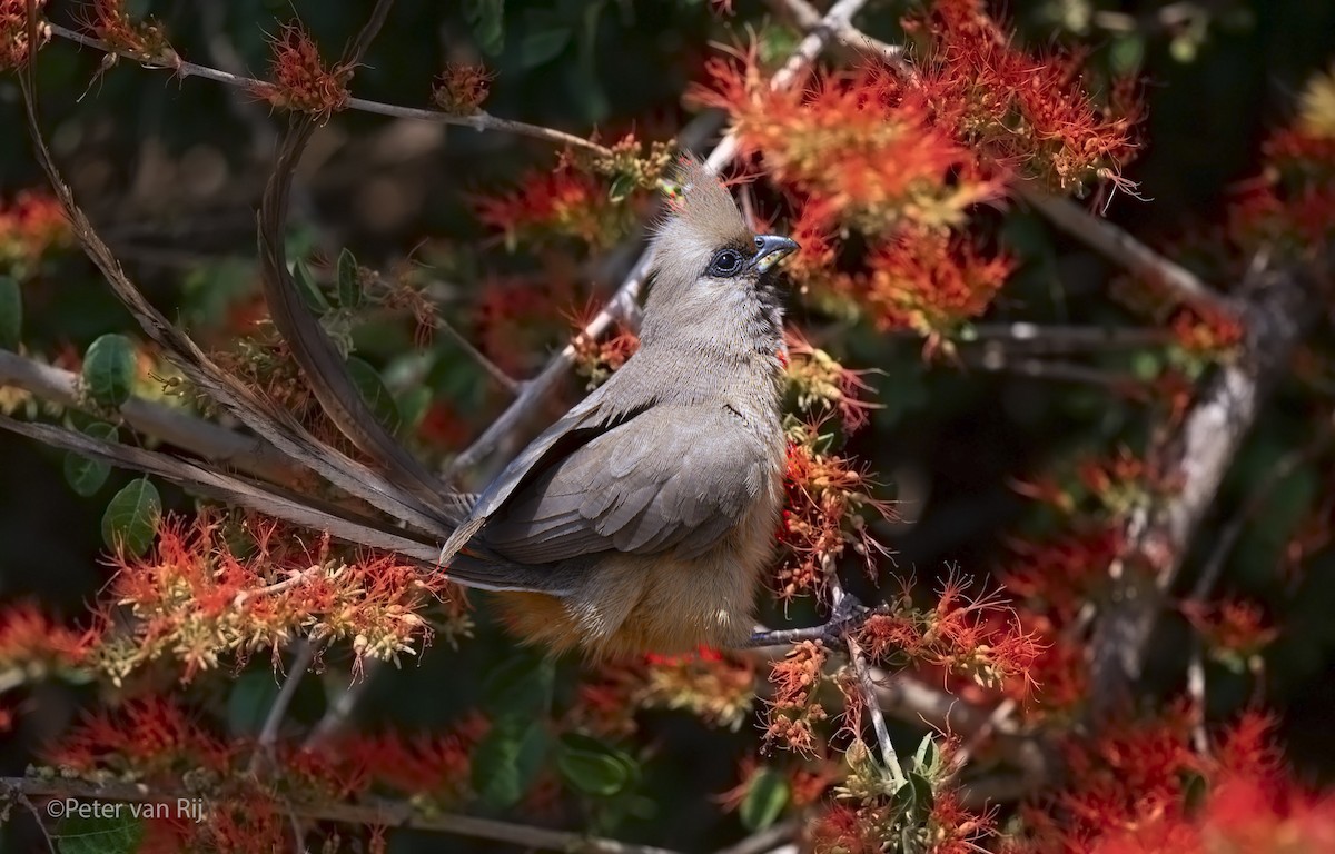 Чепіга бурокрила - ML652589591
