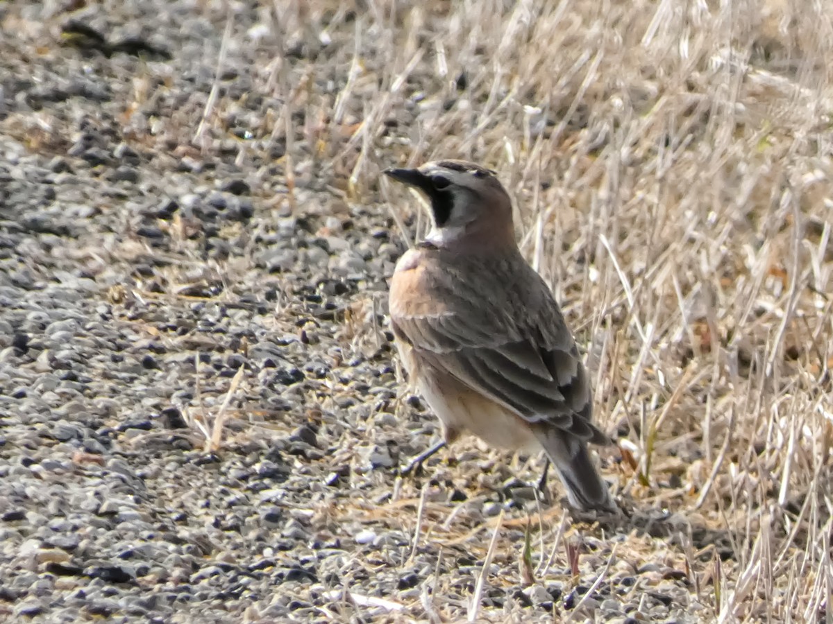 ハマヒバリ - ML652589622