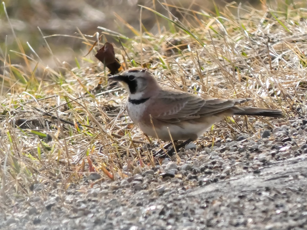 ハマヒバリ - ML652589623