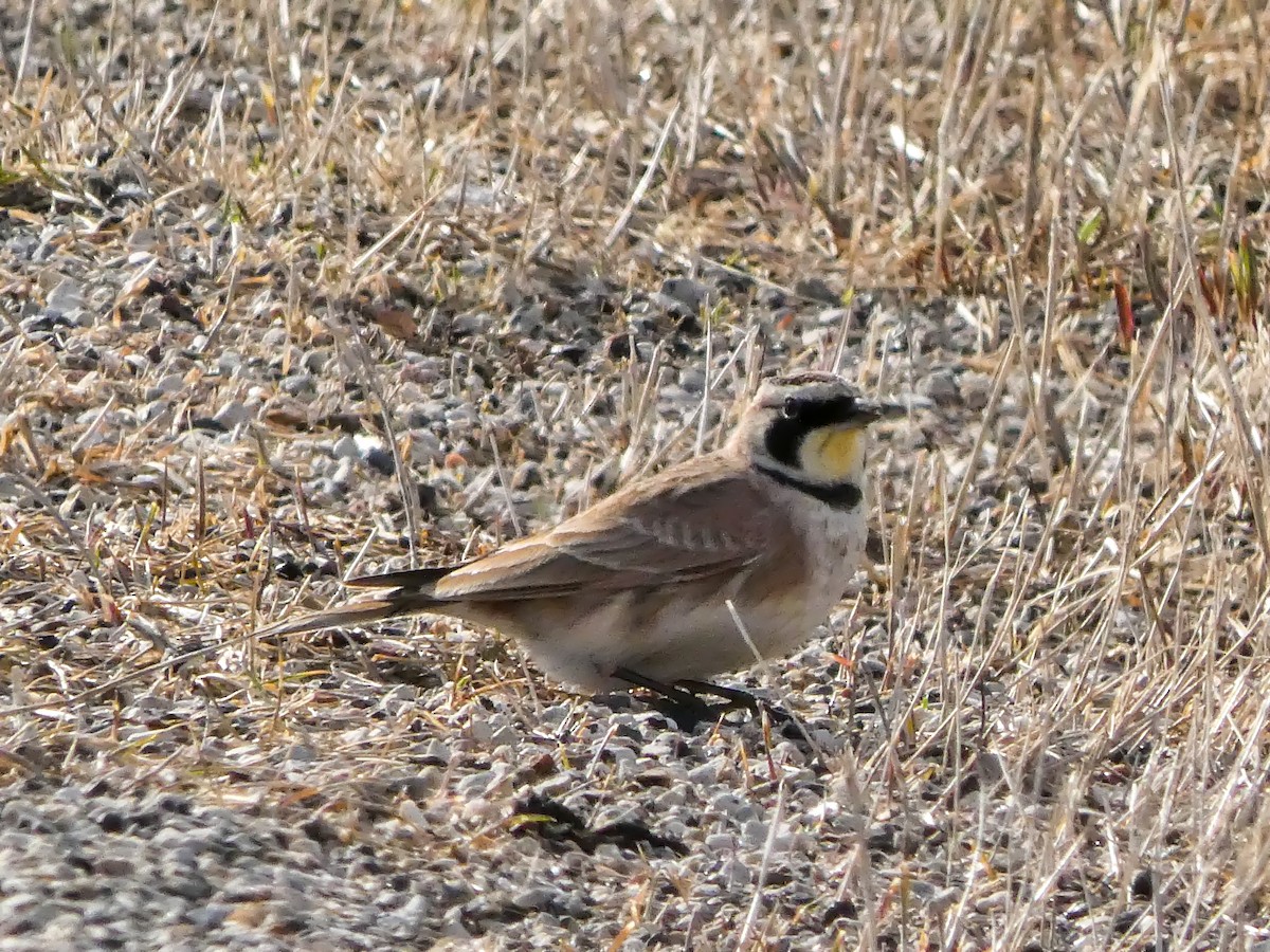 ハマヒバリ - ML652589624