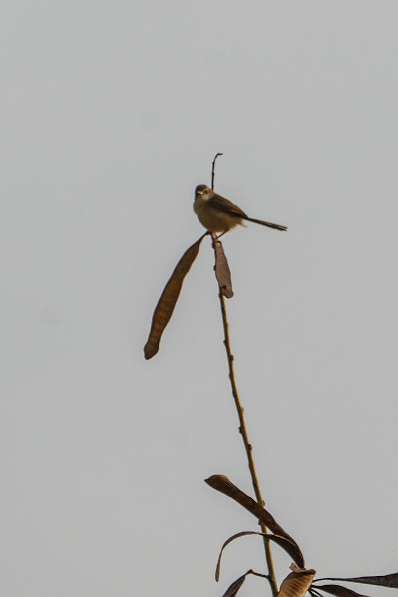 Tawny-flanked Prinia - ML652589815