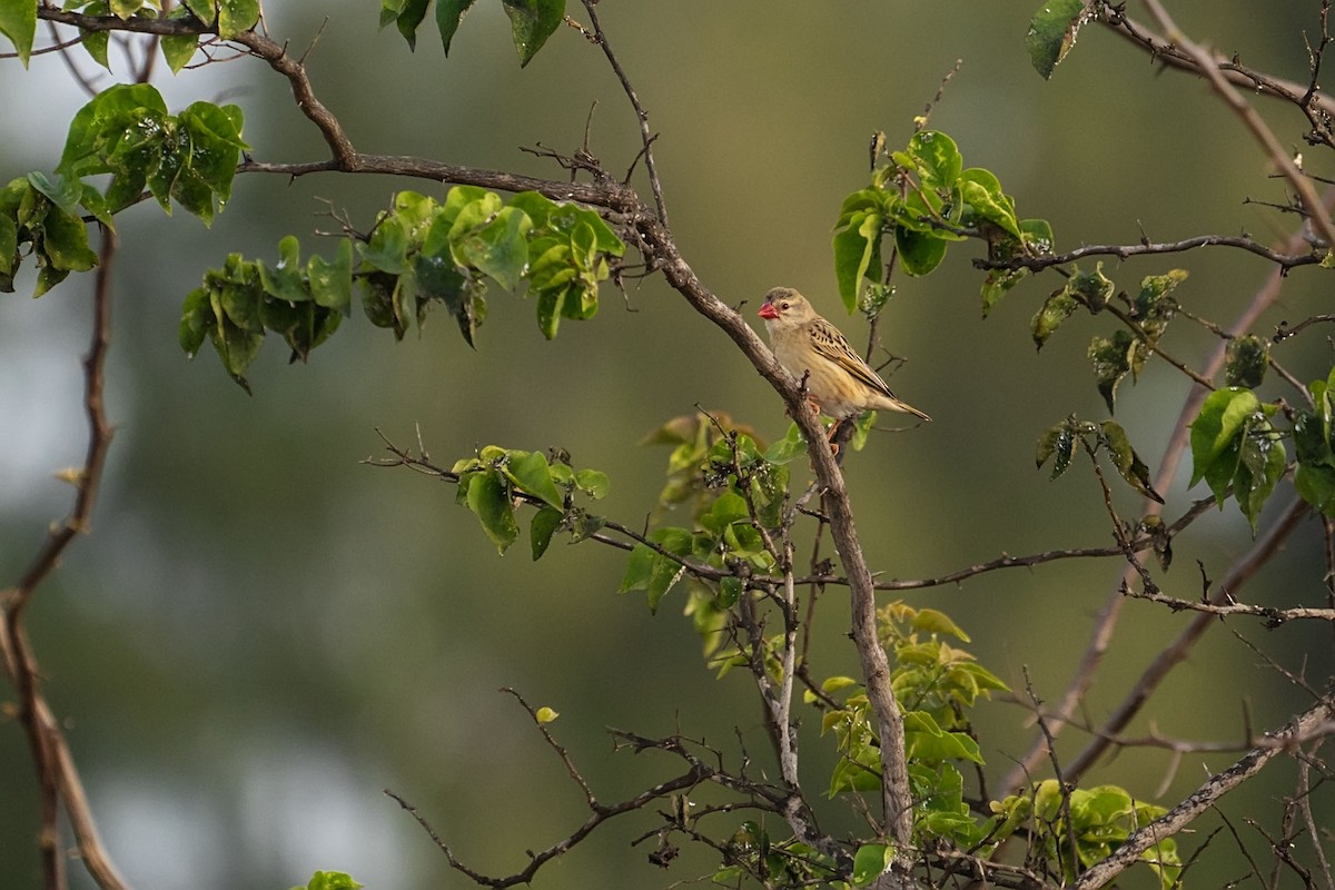 コウヨウチョウ - ML652589822