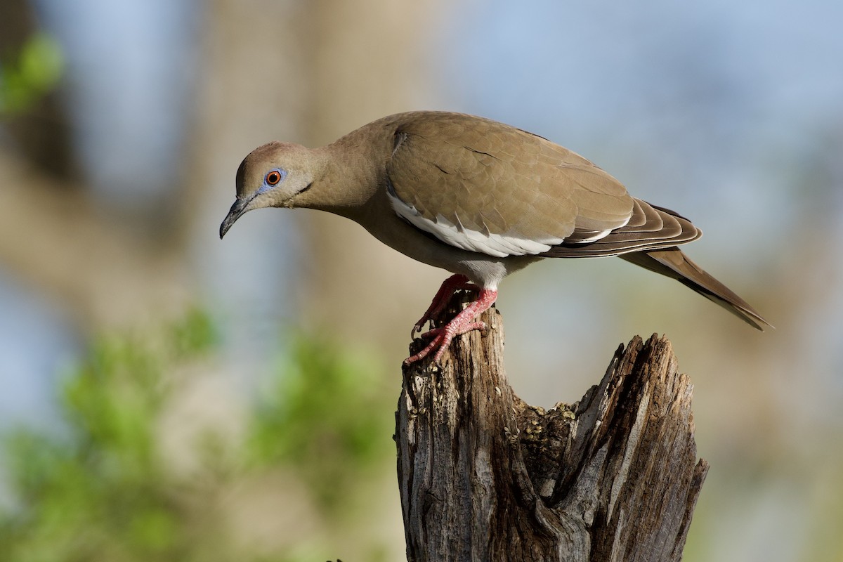 Ak Kanatlı Kumru - ML652589843