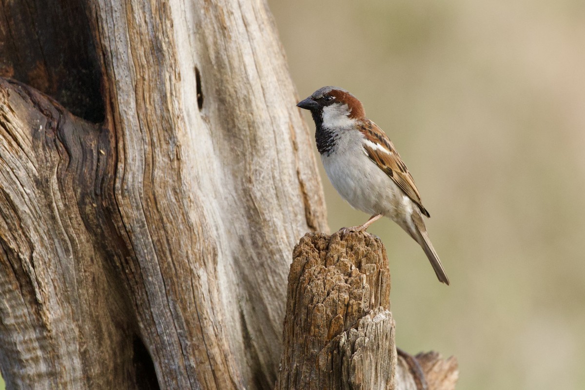 Serçe - ML652589879