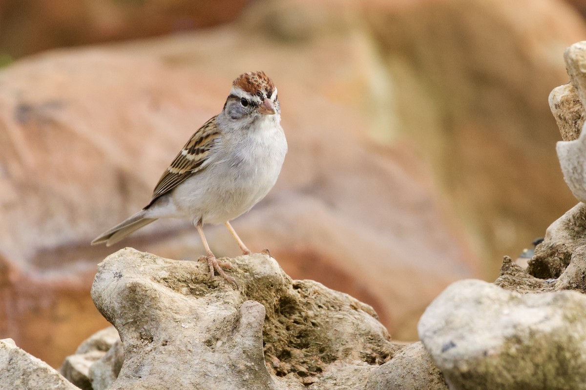 Cırcır Sesli Serçe - ML652589886